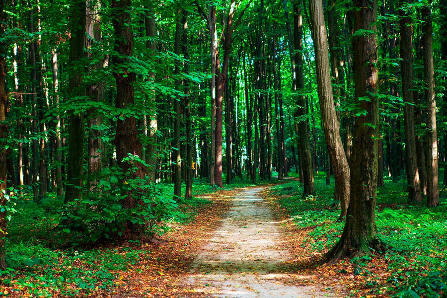 A modern bedroom features the Beautiful Green Forest Trail Wall Mural behind the bed, wooden furniture, gray rug, potted plant, large windows with sheer curtains, and sunlight streaming in for a cozy, serene ambiance.