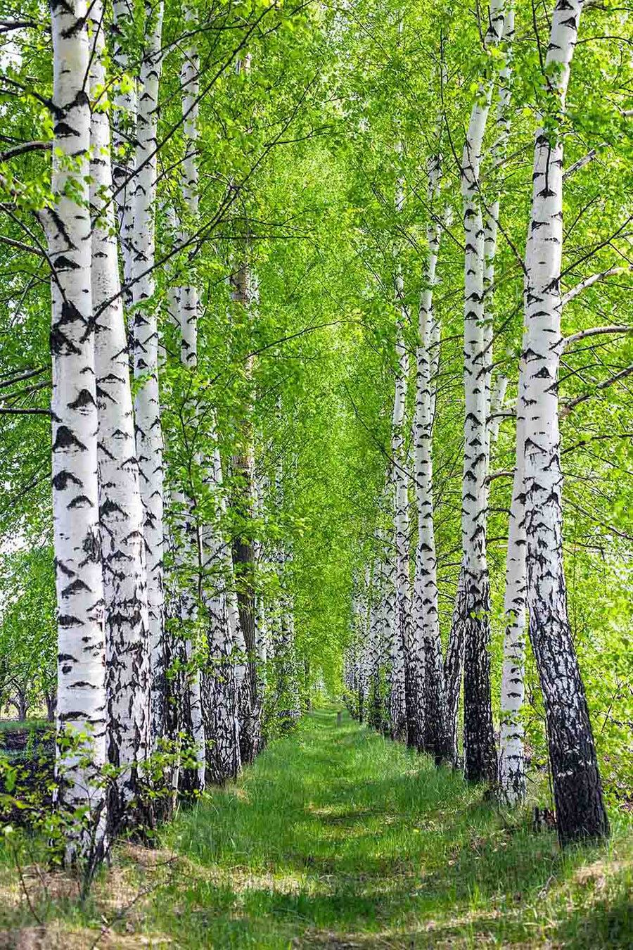 Modern bedroom with a platform bed, dark wood furniture, and pendant lights. The accent wall features the Birch Tree Park In Spring Wall Mural. Large sliding glass doors open to a garden, with an open walk-in closet on the right.
