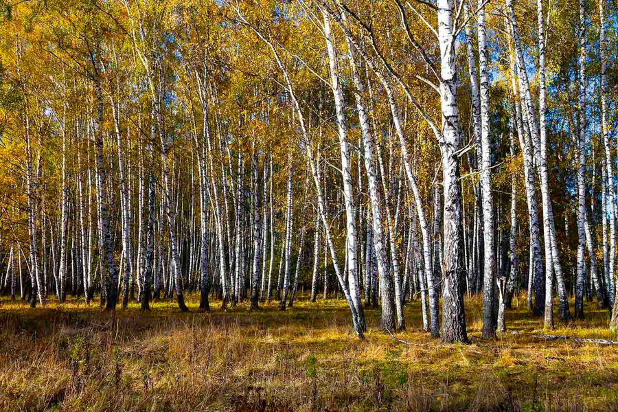 A modern bedroom boasts the Beautiful Autumn Sunny Day Wall Mural behind a wooden bed. Matching nightstands, bench, plants, and sheer curtains over glass doors complete the sunlit space with stylish ease.
