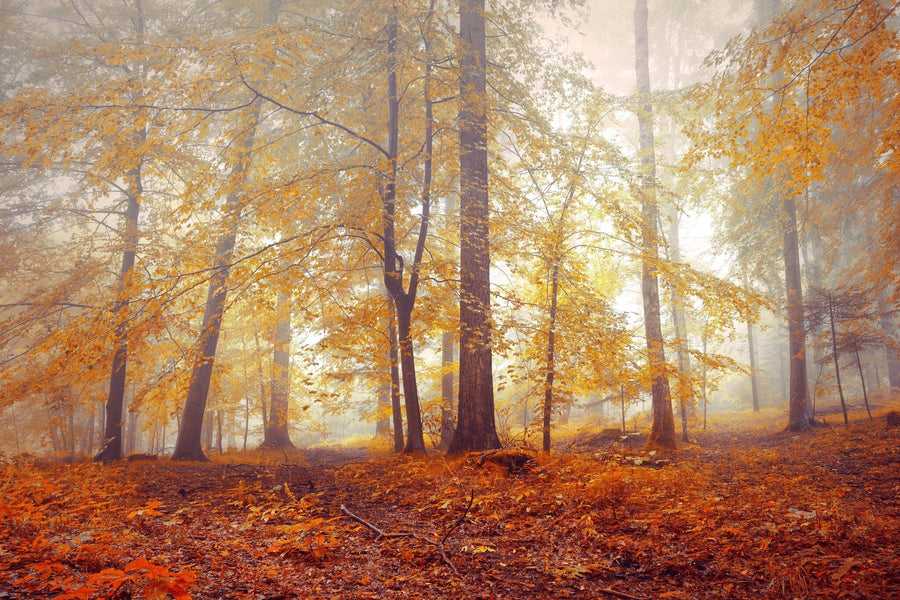 A cozy bedroom with a large bed, bedside tables, lamps, and a wooden bench. The focal wall displays the Colorful Autumn Leaves Wall Mural. There’s a plant, soft rug, ceiling fan, and glass doors with sheer curtains.