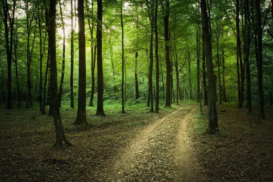 A modern bedroom with the "Fallen Leaves on the Road Wall Mural" behind the bed, neutral walls, wooden furniture, a gray rug, potted plants, sliding glass doors with sheer curtains, and sunlight streaming in.