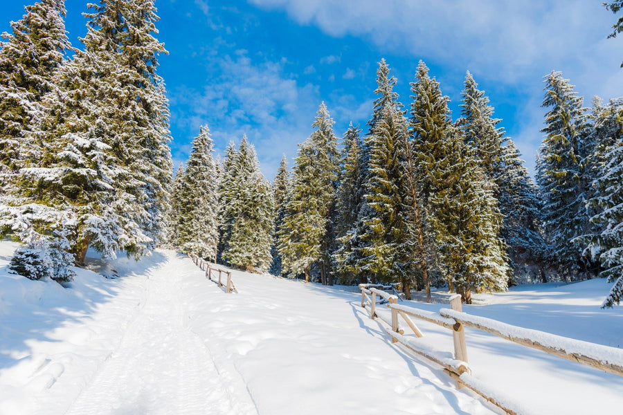 A snowy landscape with tall fir trees under a bright blue sky resembles the Panorama of Tall Fir Trees Wall Mural. A wooden fence lines the snow-covered forest path, and sunlight casts soft shadows on the untouched snow, creating a peaceful winter atmosphere.