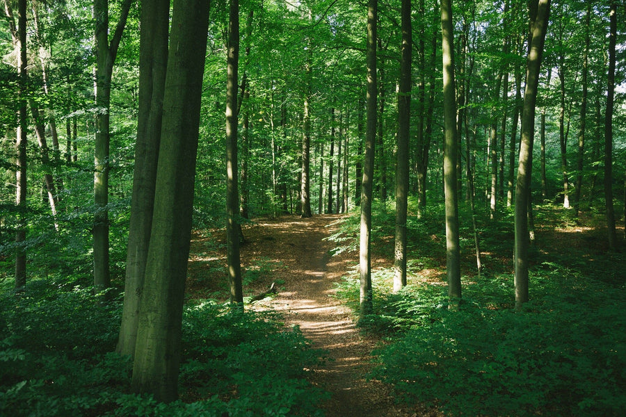 A modern bedroom features a bed with beige linens, wooden nightstands, a bench on a large rug, and the Path Through Michigan Forest Wall Mural behind the bed. Large windows with sheer curtains brighten the space with natural light.