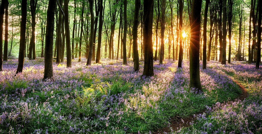 A modern bedroom features the Path Through Bluebell Woods Wall Mural, showcasing a sunlit forest with tall trees and purple wildflowers. The room includes a bed with neutral bedding, wooden nightstands, a rug, bench, ceiling fan, and large glass doors.