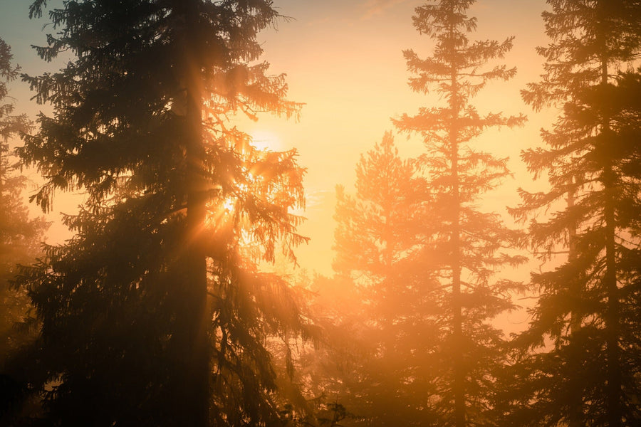 A bright bedroom features a bed, wooden nightstands, bench, and plant. Behind the bed, the Foggy Scandinavian Mount Wall Mural adds charm, while sunlight pours in through glass doors to illuminate the cozy, well-organized space.