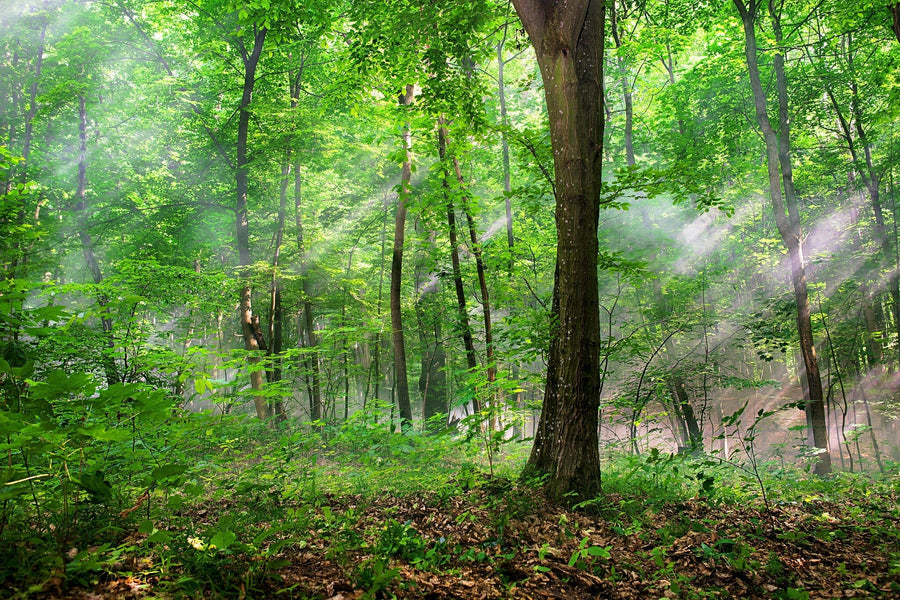 A modern bedroom features the Sun Rays Through the Trees Wall Mural on the back wall, with a wooden bed dressed in white and gray bedding, nightstands, lamps, a bench, rug, plant, ceiling fan, and sheer curtains.