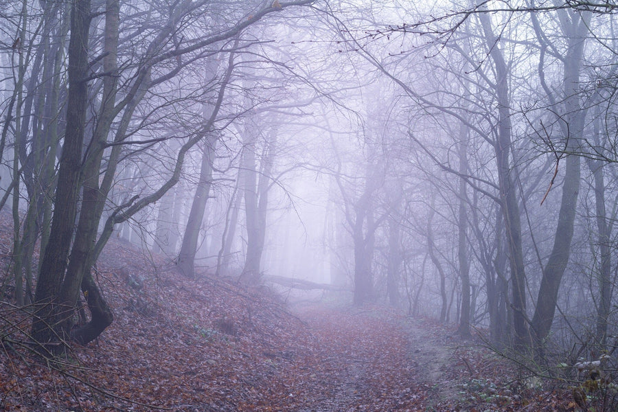 A modern bedroom with wood furniture and a gray bedspread features the Misty Spooky Purple Forest Wall Mural. Large windows with sheer curtains let in natural light, while a plant, rug, and bench complete the serene space.