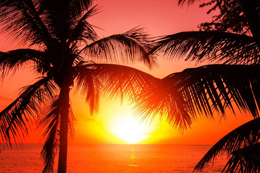 A modern living and dining room with wooden floors and furniture features the Tropical Beach Sunset Wall Mural, showing a vivid tropical sunset with palm trees. Contemporary lighting and rugs complete the stylish, warm decor.