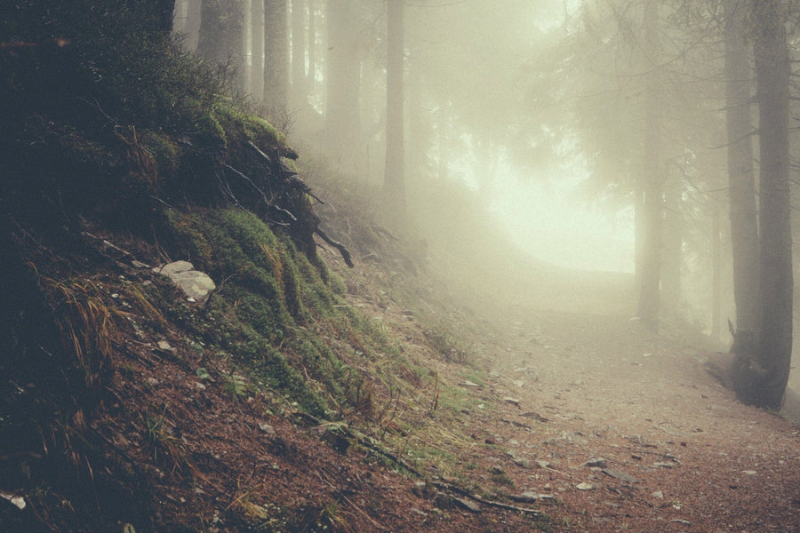 A modern bedroom with a Vintage Mountain Foggy Forest Wall Mural behind a wooden bed, light bedding, two mid-century nightstands and lamps, a foot bench, potted plant, large rug, wood floors, beige walls, and sheer curtains letting in sunlight.