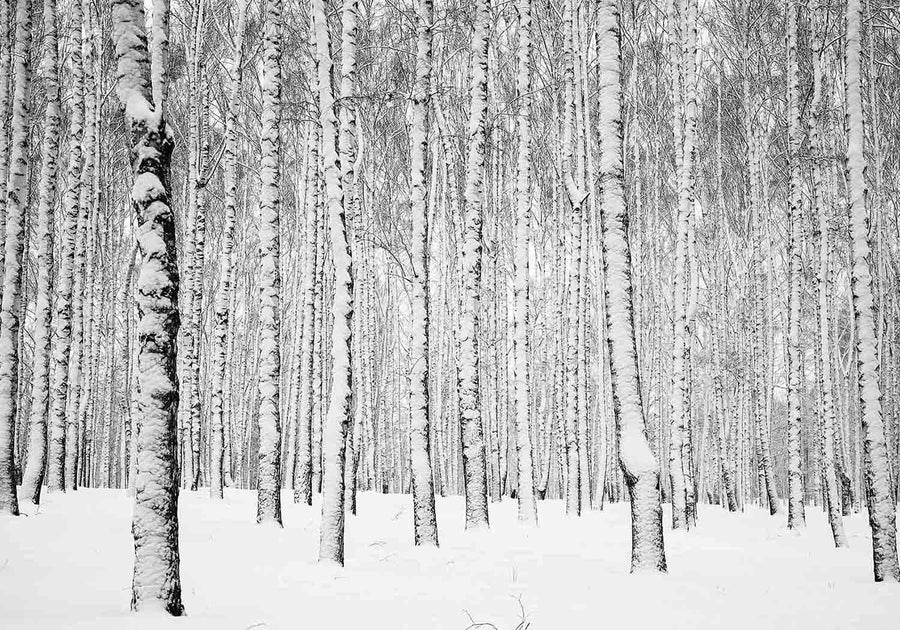 A cozy bedroom with a wooden bed, gray bedding, nightstands with lamps, a bench, and a large Black and White Birch Tree Forest Wall Mural. A plant by the bed and sunlight through sheer curtains create an inviting retreat.