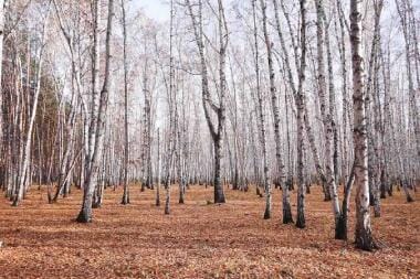 Birch Tree Peel and Stick Wall Murals