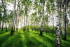 Forest Peel and Stick Wall Murals