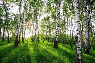 Forest Peel and Stick Wall Murals