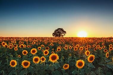 Sunflower Peel and Stick Wall Murals