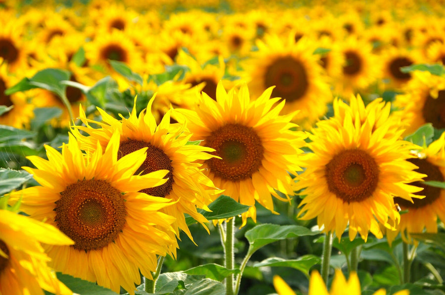 A bedroom features A Sunflower Field Wall Mural behind a bed with white and gray bedding. Wooden furniture, a soft gray rug, potted plants, large windows with sheer curtains, ceiling fan, and hardwood floors create a bright, cozy vibe.
