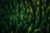 A Beautiful View from Above of the Forest in Summer Wall Mural