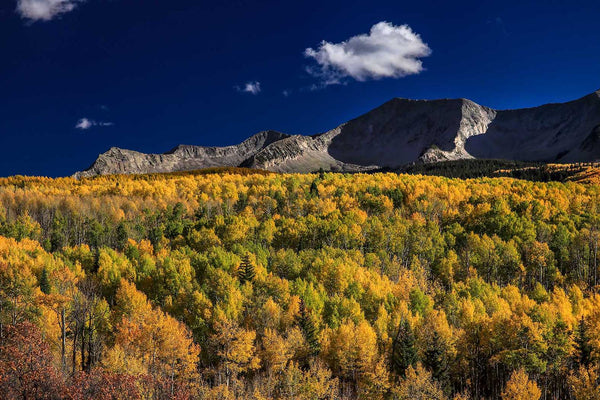 Aspen Forest and Mountains Wall Mural