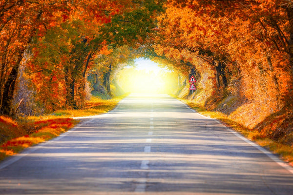 Autumn Fall Road Wall Mural Peel and stick Wall Mural Deposit Photo Color Original Custom Size