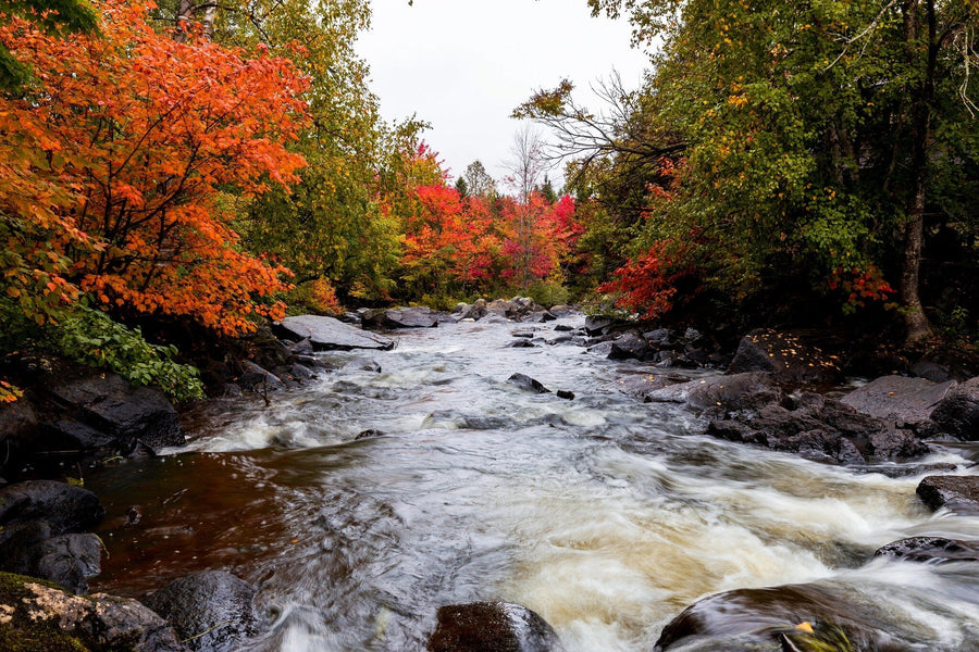 A modern open-concept living and dining room with wooden floors, blue armchairs, plants, contemporary furniture, a wooden dining table and chairs, pendant lights above, and an Autumn Leaves Wall Mural depicting a vibrant river scene.
