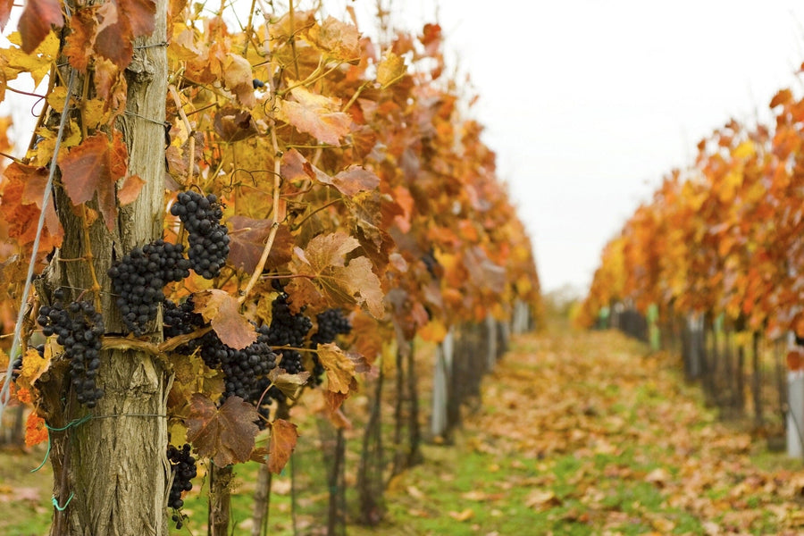 A modern cafe interior features wooden tables, black chairs, hanging lights, and a large Autumn Vineyard Wall Mural, filling the space with warmth as sunlight filters in for an inviting atmosphere.