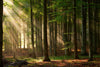 Autumn Forest Trees, Nature Green Wood Sunlight Wall Mural
