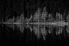 black and white trees reflecting on the lake – Peel and Stick Wall Murals