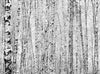 Birch Trees Pale Blue Sky Wall Mural