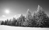 black and white trees covered in snow with the sun shining – Peel and Stick Wall Murals