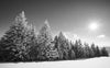 monochrome Snowy trees in the winter sun – Peel and Stick Wall Murals
