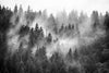 Misty Foggy Mountain Landscape with Fir Forest Wall Mural
