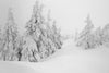 Snowy Forest Almost Whiteout Wall Mural