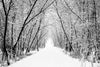 Winter Forest Alley with Trees Wall Mural