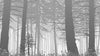 Misty Forest Landscape Wall Mural