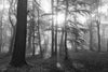 Summer Landscape of Foggy Forest at Sunrise Wall Mural