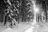 Sunlight in the Winter Forest with White Fresh Snow Wall Mural