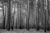 Tall Thin Forest Trees Wall Mural