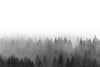 Foggy Pine Forest Wall Mural
