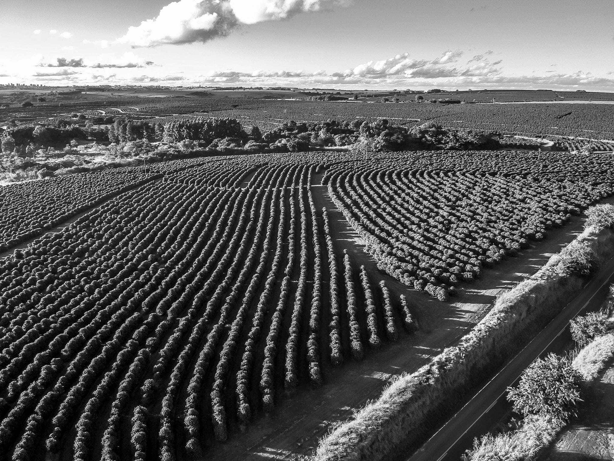 Coffee Rows Wall Mural - PASWM