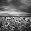 Sunflower on Sunset Wall Mural