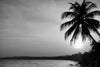 Monochrome sunrise in the tropics with a palm tree silhouette – Peel and Stick Wall Murals