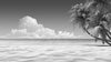 black and white palms on empty idyllic tropical beach – Peel and Stick Wall Murals