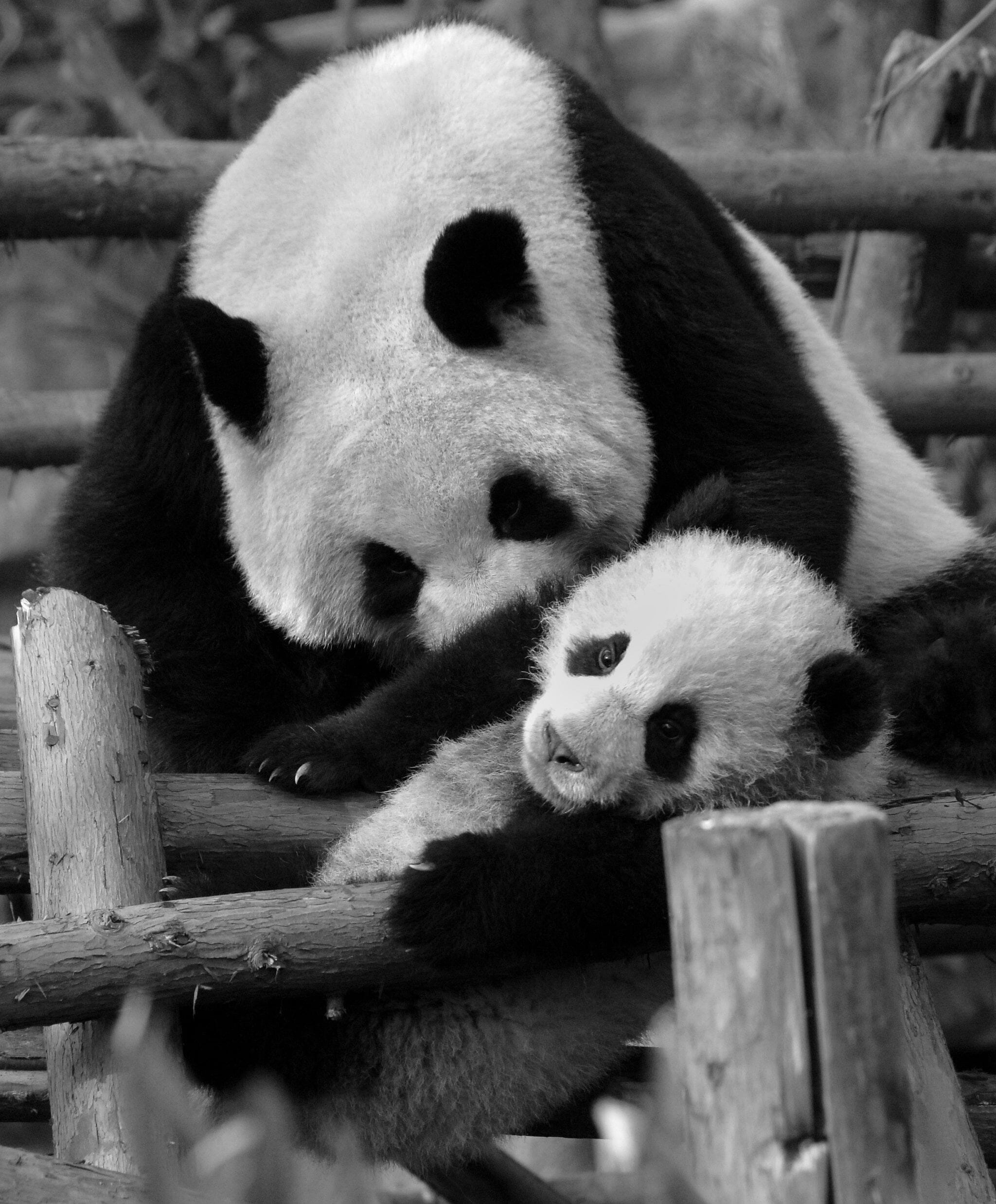 Panda Reserve Wall Mural - PASWM