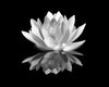 Pink Water Lily Wall Mural Wallpaper Mural Deposit Photo Black & White Original Custom Size