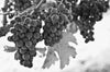 Red Grapes Wall Mural Wallpaper Mural Deposit photo Black & White Original Custom Size