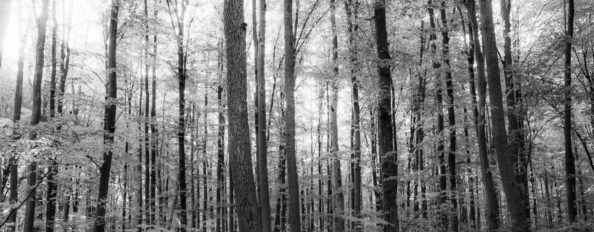 Spring Forest Trees Wall Mural - Peel and Stick Wall Murals
