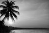 Black and white silhouetted palm tree at sunrise in the tropics – Peel and Stick Wall Murals