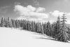 Black and white aerial view of enchanting snowy landscape with trees covered in snow – Peel and Stick Wall Murals