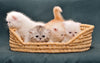 Basket of Kittens Wall Mural Peel and stick Wall Mural PASWM 