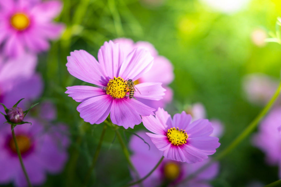 A modern open-plan living and dining area features wood floors, stylish furniture, and the Beautiful Cosmos Flowers Wall Mural, displaying close-up pink cosmos and green foliage for a vibrant, nature-inspired touch.