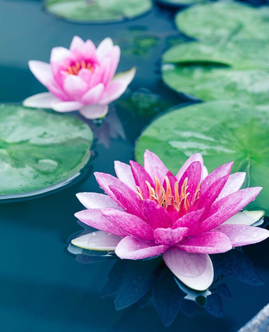 A living room features the Beautiful Pink Lotus Wall Mural with pink water lilies and green lily pads. In front sits a console table, dining set, yellow dresser, mirror, and two large windows with sheer curtains.